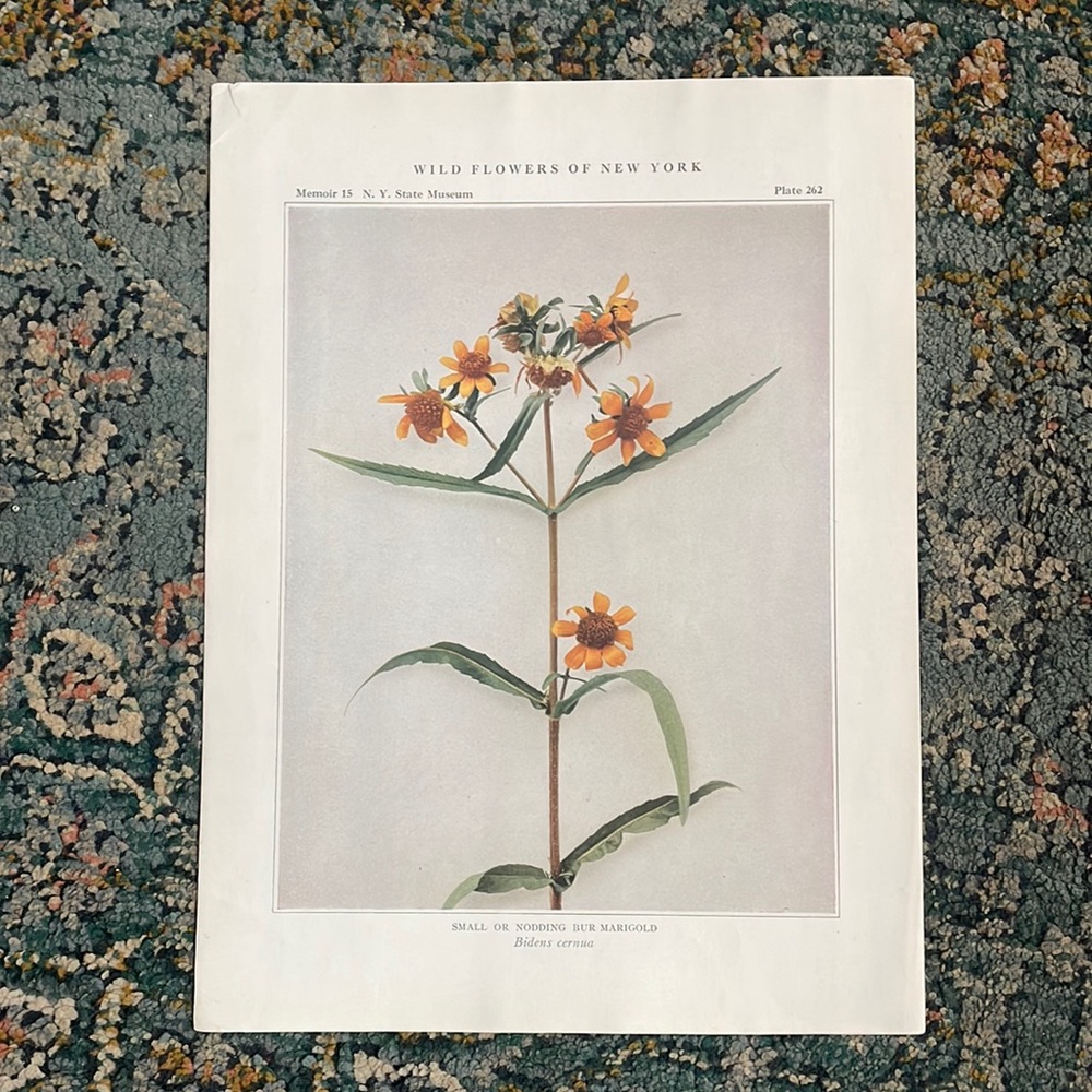 🖤5/$25 Antique Botanical Plant Print Original 100 years old Vintage marigold